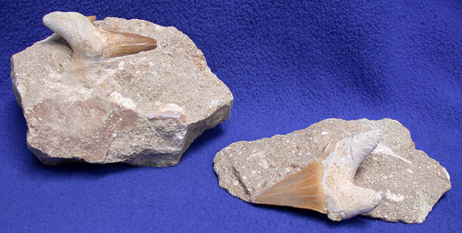 Shark Teeth Fossils