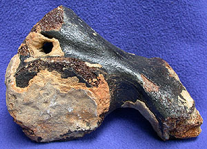 Wooly Mammoth Bone