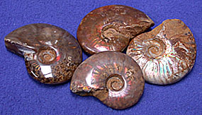 Ammonite Fossils