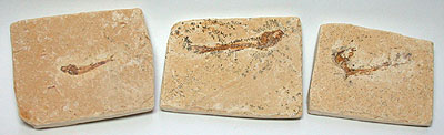 Fish Fossil Plate