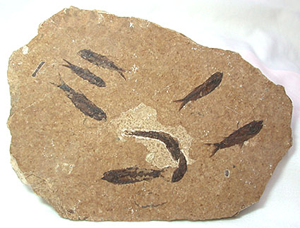 Fish Fossil Plate