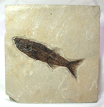 Fish Fossil Plate