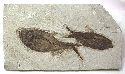 Fish Fossil Plate