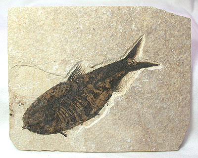 Fish Fossil Plate