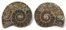 Ammonite Fossils