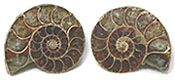 Ammonite Fossils