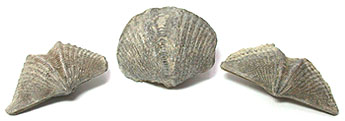 Brachiopod Fossils