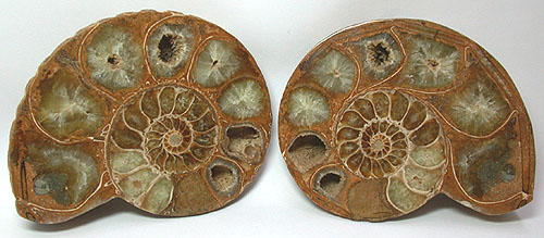 Ammonite Fossils