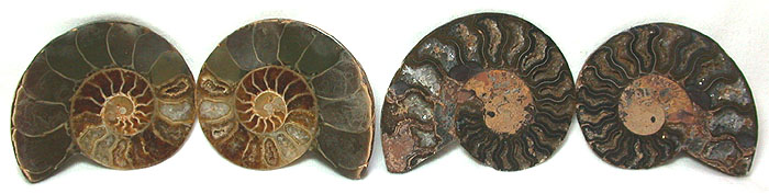 Ammonite Fossils