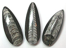 Polished Orthoceras Fossil