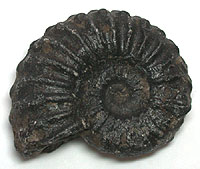 Ammonite Fossils