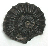 Ammonite Fossils