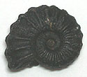 Ammonite Fossils