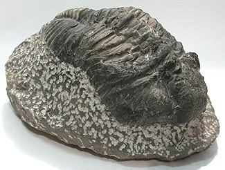 Trilobite Phacops specimen 