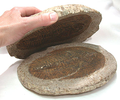Trilobite Andalusiana 