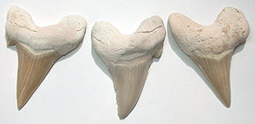 Shark Teeth Fossils