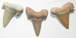 Shark Teeth Fossils