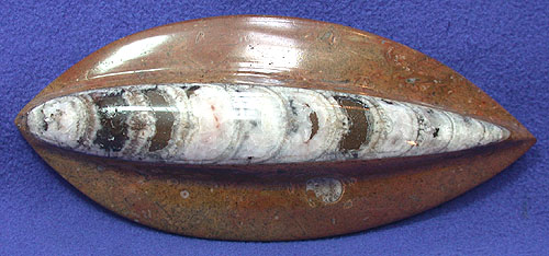 Polished Orthoceras Fossil On Matrix