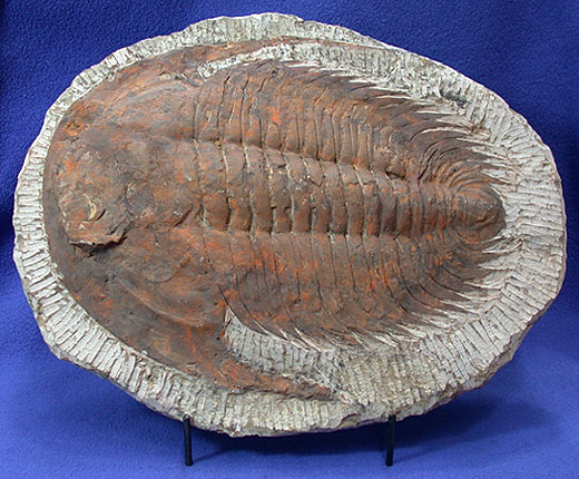 Trilobites Paradoxides