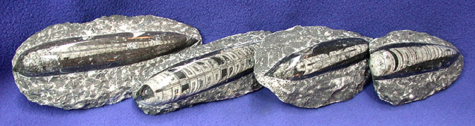 Polished Orthoceras Fossil