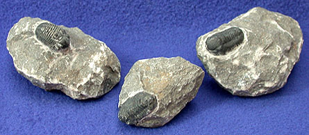 Trilobite Phacops specimen on matrix