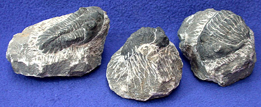 Trilobite Metacantina 
