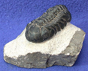 Trilobites Healing Fossils