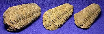 Trilobites