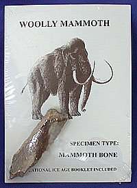 Wooly Mammoth Bone