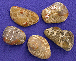 Tumbled Coprolite