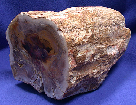 Petrified Wood Logs