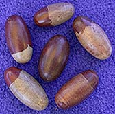 Shiva Lingams