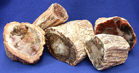 Petrified Wood Limbs