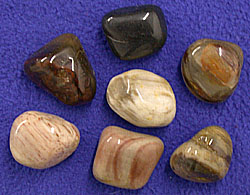 Tumbled Petrified Wood