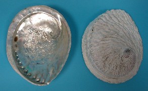 Abalone Shells