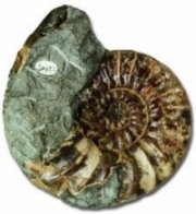 Ammonite Fossils