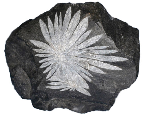 Chrysanthemum Stones