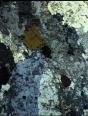 Hornblende & Augite Healing Crystals 