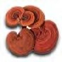   Reishi Mushroom Capsules 