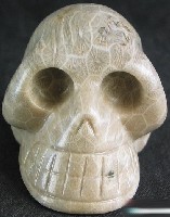 Coral Fossil Skulls