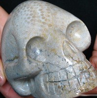 Coral Fossil Skulls