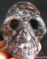 Crinoid Fossil Skulls