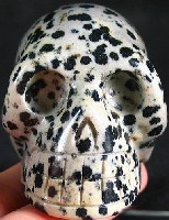 Dalmatine Skulls