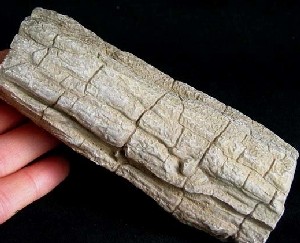 Petrified Wood Rough Gemstone 