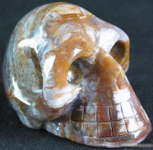 Petrified Wood Skull 