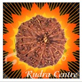 Twelve Mukhi Rudraksha Beads