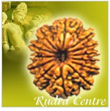 13 Mukhi Rudraksha Beads