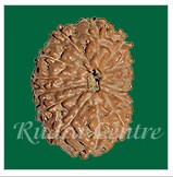 Fourteen Mukhi Rudraksha Beads