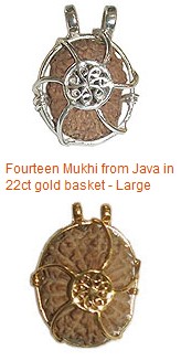 14 Mukhi Rudraksha Beads