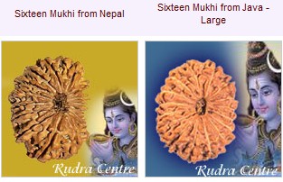 16 Mukhi Rudraksha Beads From Nepal Java Indonesia